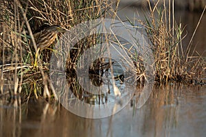 Little Bittern alert in the bush at Asker marsh, Bahrain photo