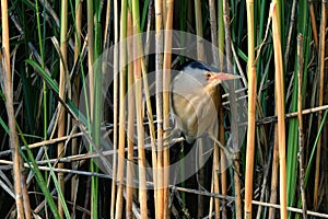 Little Bittern bird male in the reeds.