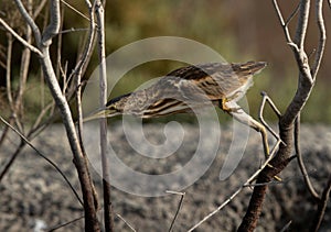 Little Bittern changing its positon on the twig at Asker marsh, Bahrain photo