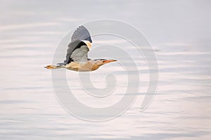 A little bittern flying over the blue water