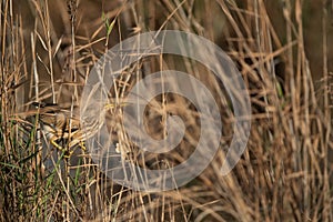 Little Bittern inside the reeds at Asker marsh, Bahrain photo