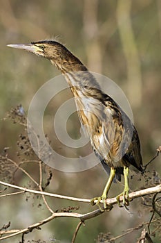 Little bittern / Ixobrychus minutus