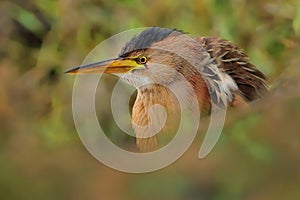 Little Bittern - Ixobrychus minutus