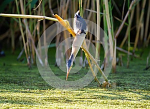 Little bittern, Ixobrychus minutus. The adult male is fishing in a pond