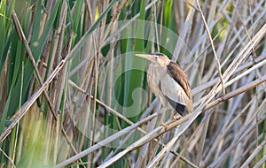 Little bittern, Ixobrychus minutus. A bird sits on a reed stalk by the river