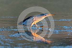 Little bittern, Ixobrychus minutus, hunting in the river