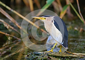 Little bittern, Ixobrychus minutus. A male bird stands in the middle of a pond on broken reed stalks, he is fishing