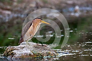 Little bittern Ixobrychus minutus sitting on the stone