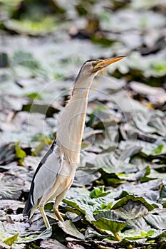 little bittern Ixobrychus minutus standing on water