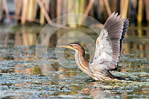 Little bittern Ixobrychus minutus stands in the water