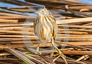 Little bittern on the lookout