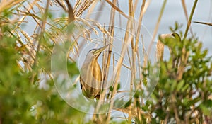 Little bittern on the lookout