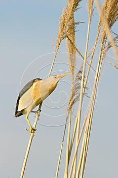 Little bittern, male / Ixobrychus