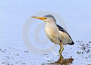 Little Bittern Male - Ixobrychus minutus hunting for prey.