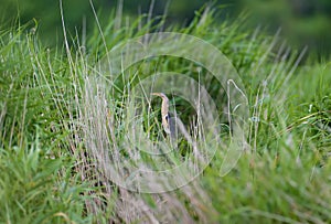 A little bittern male