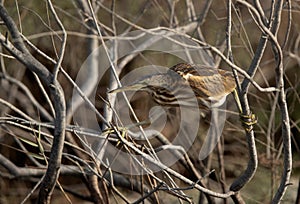 Little Bittern moving on the twigs Asker marsh, Bahrain photo