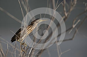 Little Bittern perched on bush at Asker marsh, Bahrain photo