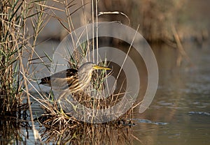 Little Bittern perched on bush at Asker marsh, Bahrain photo