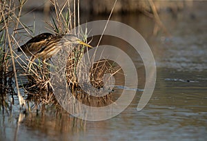 Little Bittern ready for fishing at Asker marsh, Bahrain photo