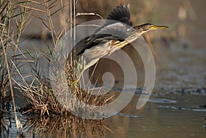 Little Bittern takeoff at Asker marsh, Bahrain photo