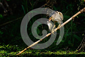 Little bittern watching (ixobrychus minutus)