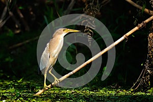 Little bittern watching (ixobrychus minutus)