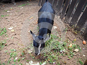 Little black baby goat Capra aegagrus hircus eating green grass in the animal yard