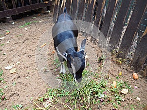 Little black baby goat Capra aegagrus hircus eating green grass in the animal yard