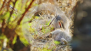 Little Black-Backed Jackals in the Wild, Wildlife, Wild Nature, Wild Animal, Africa