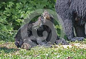 A little Black Bear Cub has an itch he has to scratch.