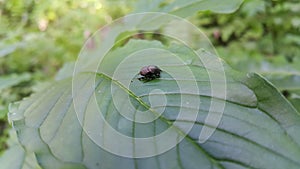 Little black beetle on a plant leaf