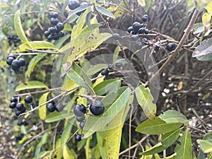 Little black berries, autumn photo