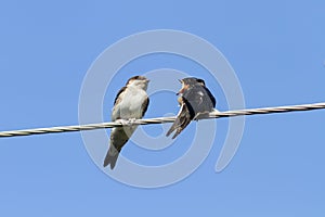 Little black birds swallows sitting on wires open beaks
