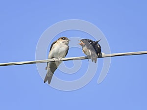 Little black birds swallows sitting on wires open beaks