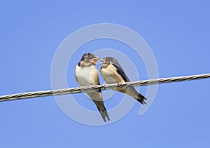 Little black birds swallows sitting on wires open beaks photo