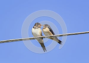 Little black birds swallows sitting on wires open beaks