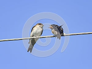 Little black birds swallows sitting on wires open beaks photo