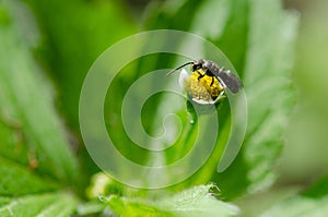 Little black bug on white flower