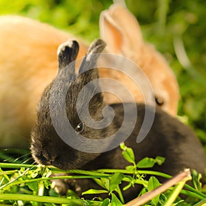 Little black bunnie and big orange rabbit resting on the grass
