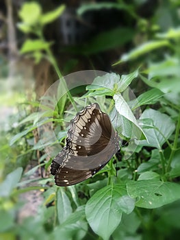 Little black butterfly on green leaves in the garden