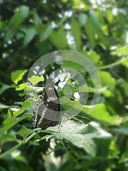 Little black butterfly on green leaves in the garden