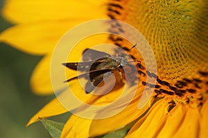 Bee on a yellow flower. Black little butterfly on sunflower background. Busy like a bee concept.