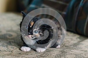 A little black cat with white and red spots and blue eyes is lying on the sofa with a frightened look