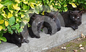 Little black cats brothers photo