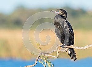 A Little Black Cormorant