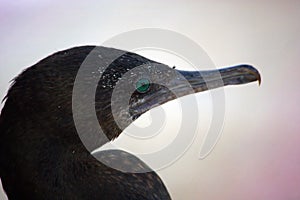 Little black cormorant