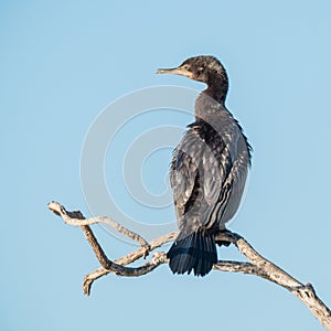 A Little Black Cormorant