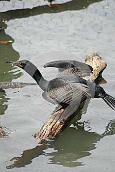 Little Black Cormorant