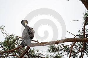 Little black cormorant bird perched on a branch