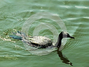 little black cormorant bird swiming on the lake